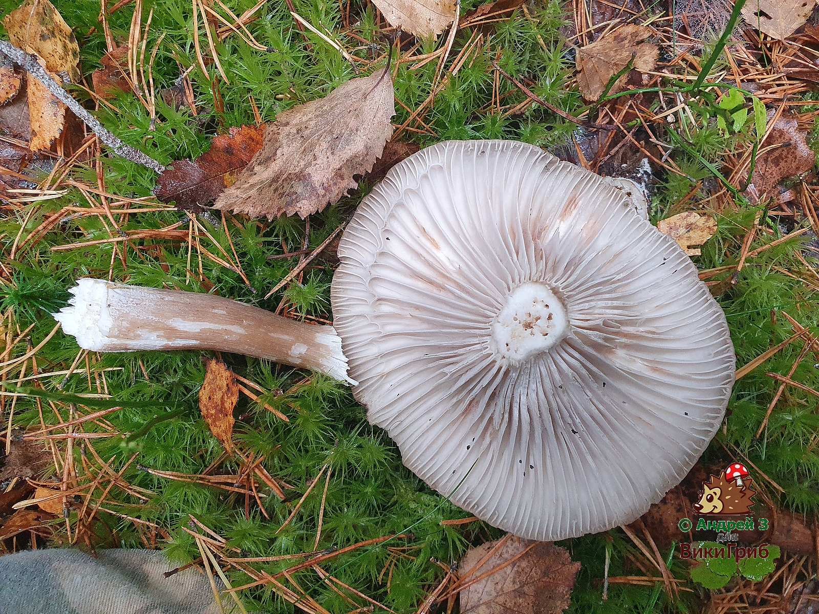 Гигрофор чёрный (Hygrophorus camarophyllus)