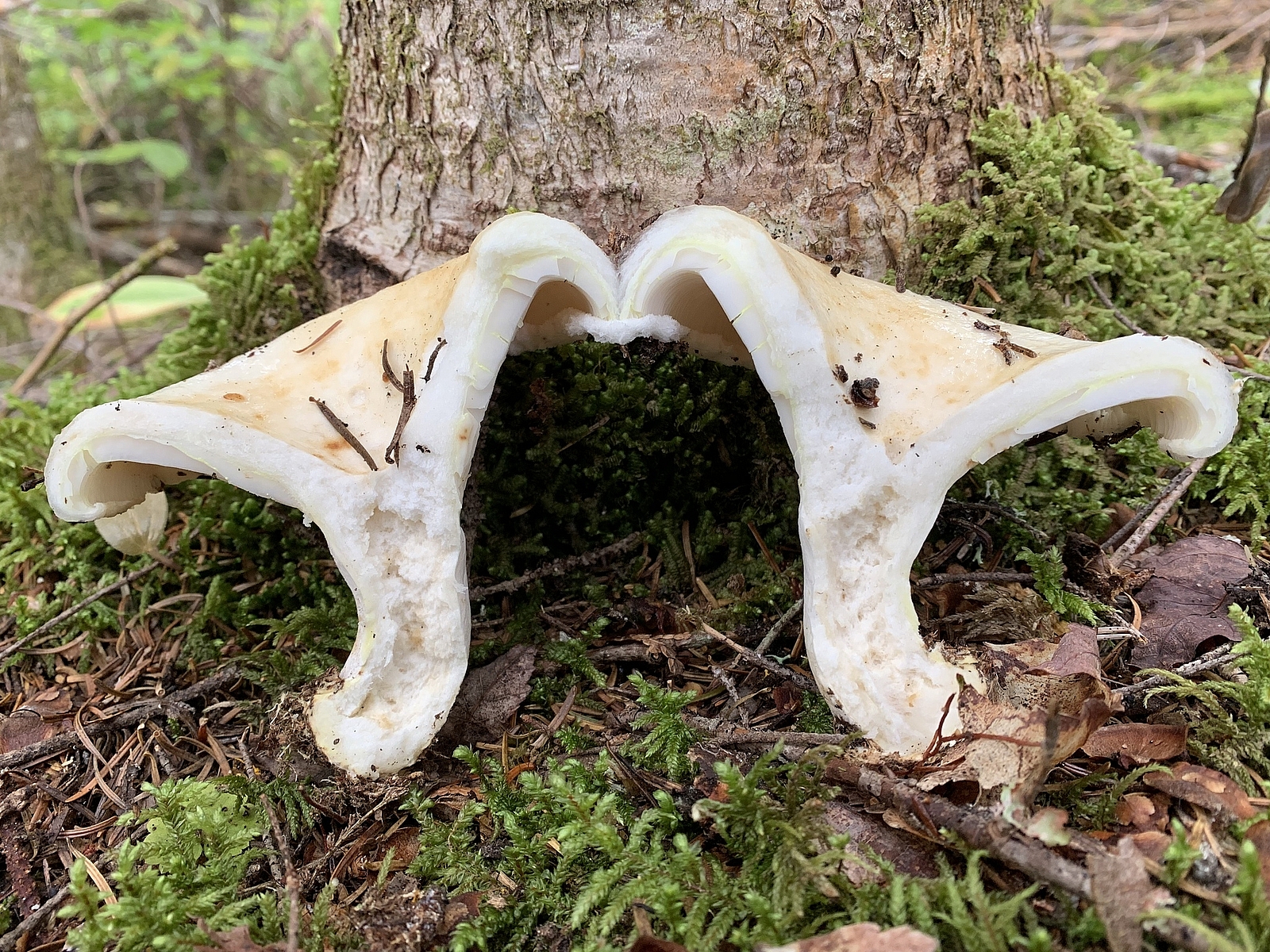 Груздь белый (Lactarius resimus)