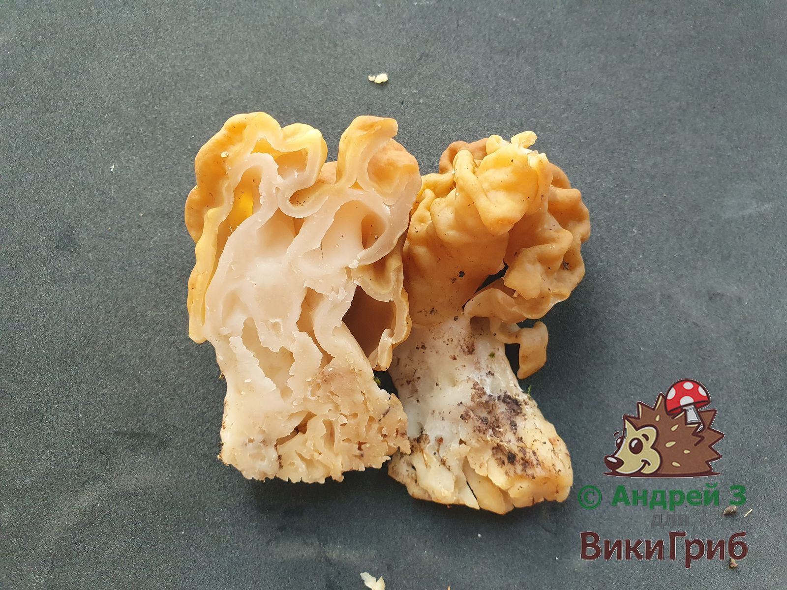 Строчок гигантский (Gyromitra gigas)