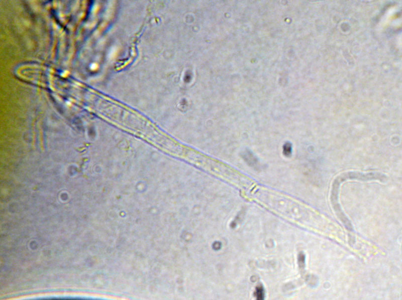 Деликатула маленькая - Delicatula integrella