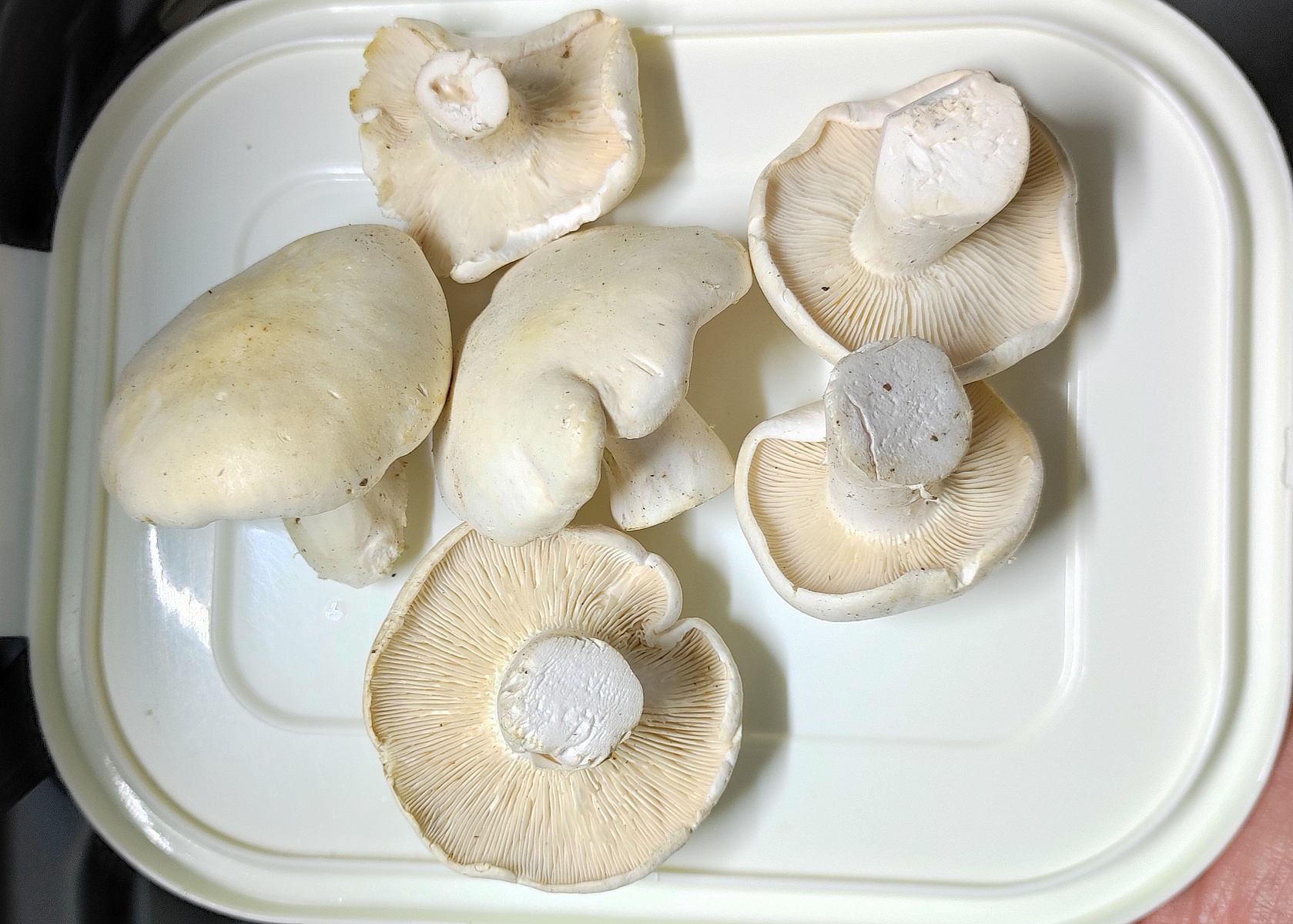 Говорушка белоснежная (Aspropaxillus candidus) 6