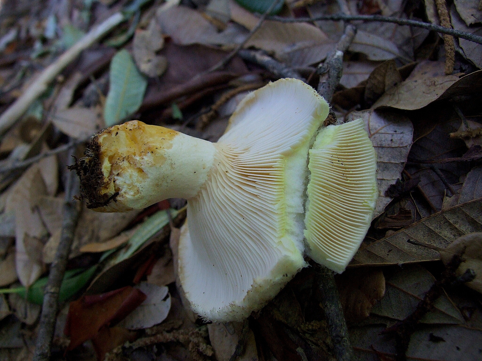 Груздь водянистозоновый (Lactarius aquizonatus)