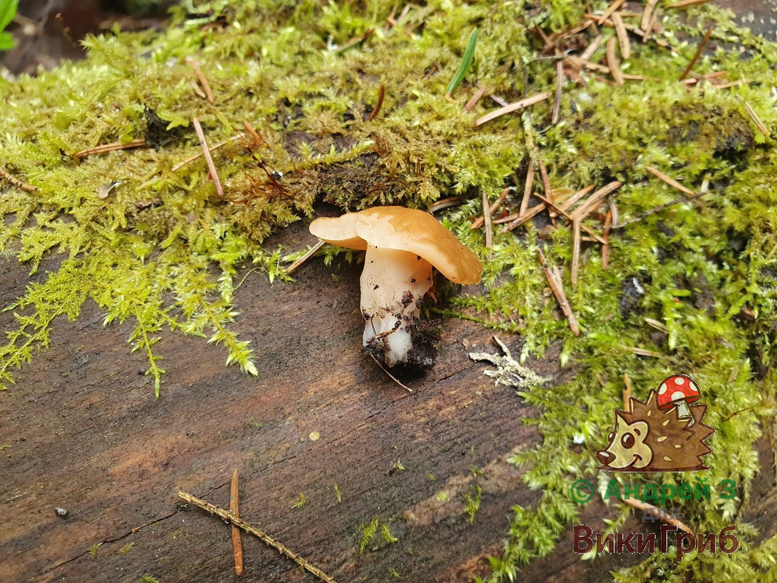 Строчок гигантский (Gyromitra gigas)