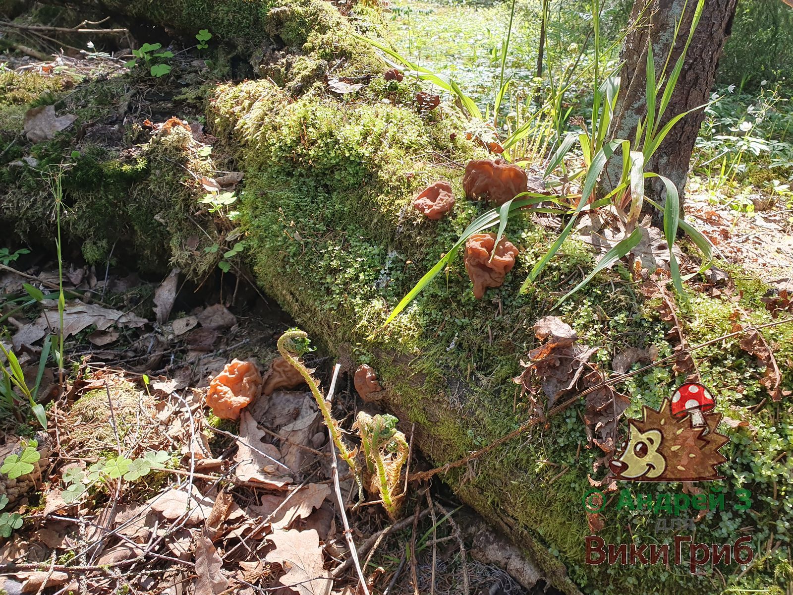 Строчок гигантский (Gyromitra gigas)