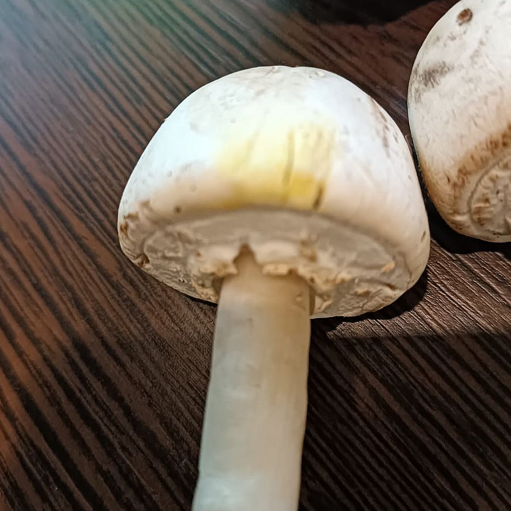 Шампиньон (Agaricus)