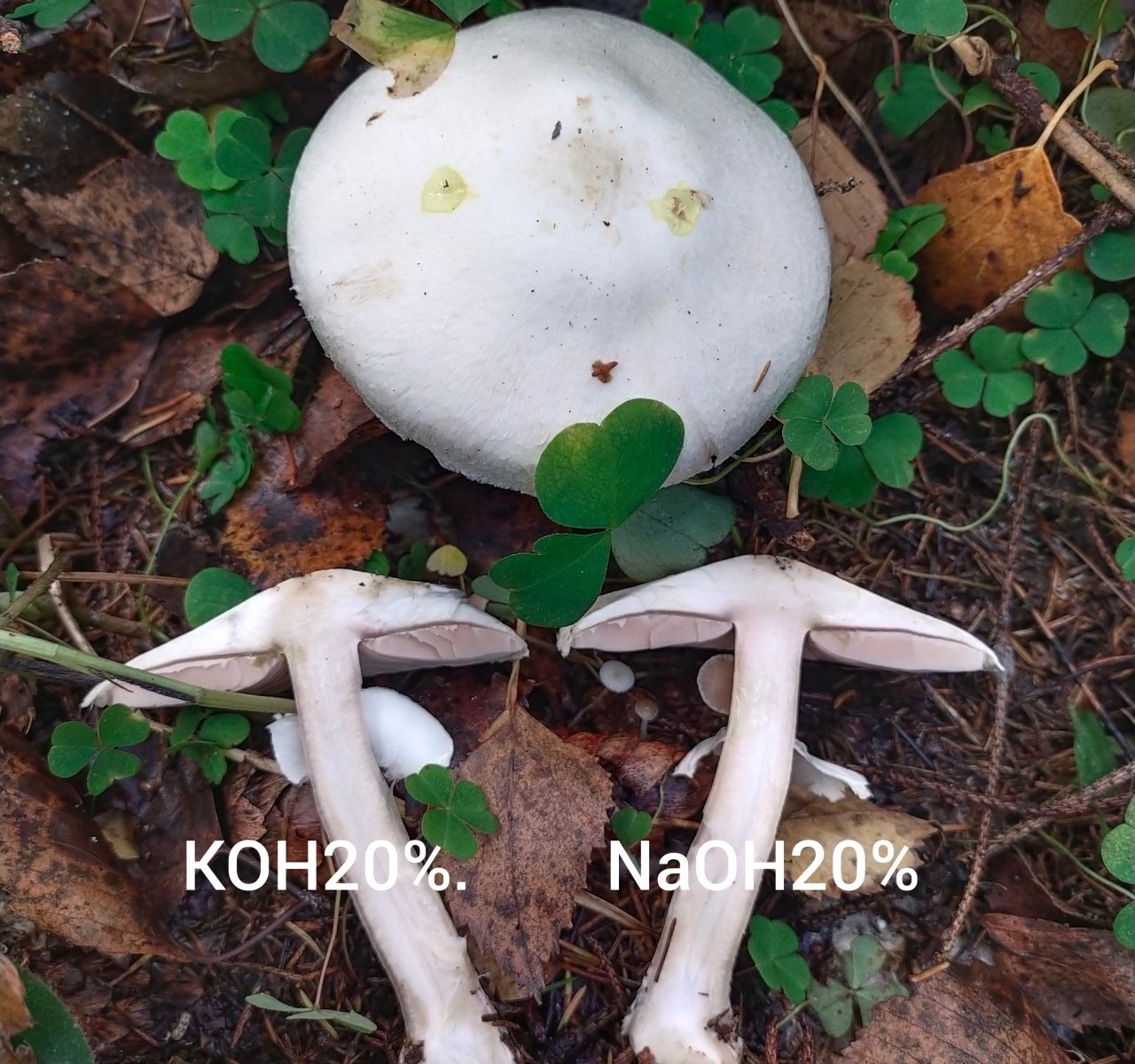 Шампиньон (Agaricus)