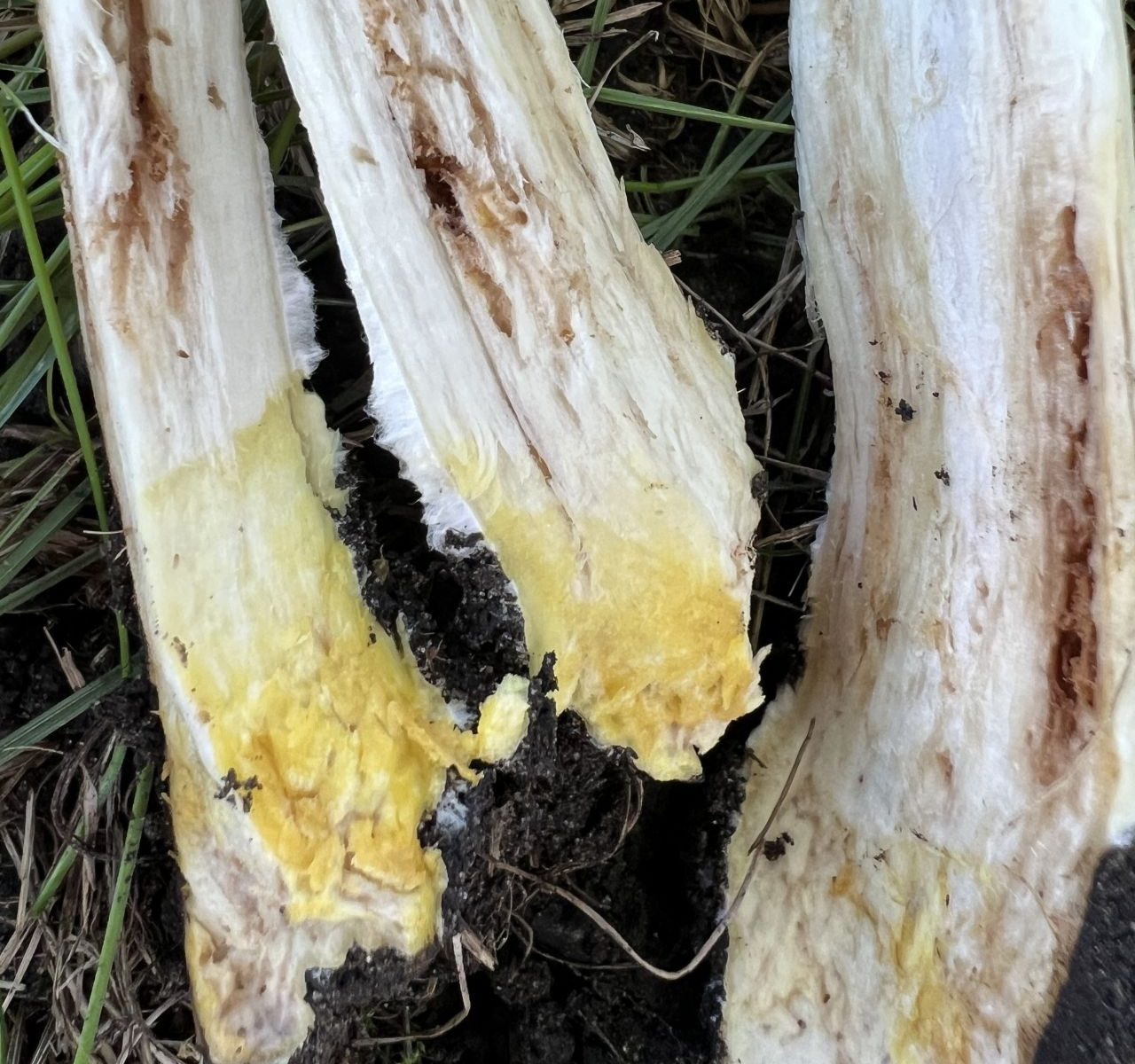 Agaricus xanthodermus - Шампиньон Желтокожий