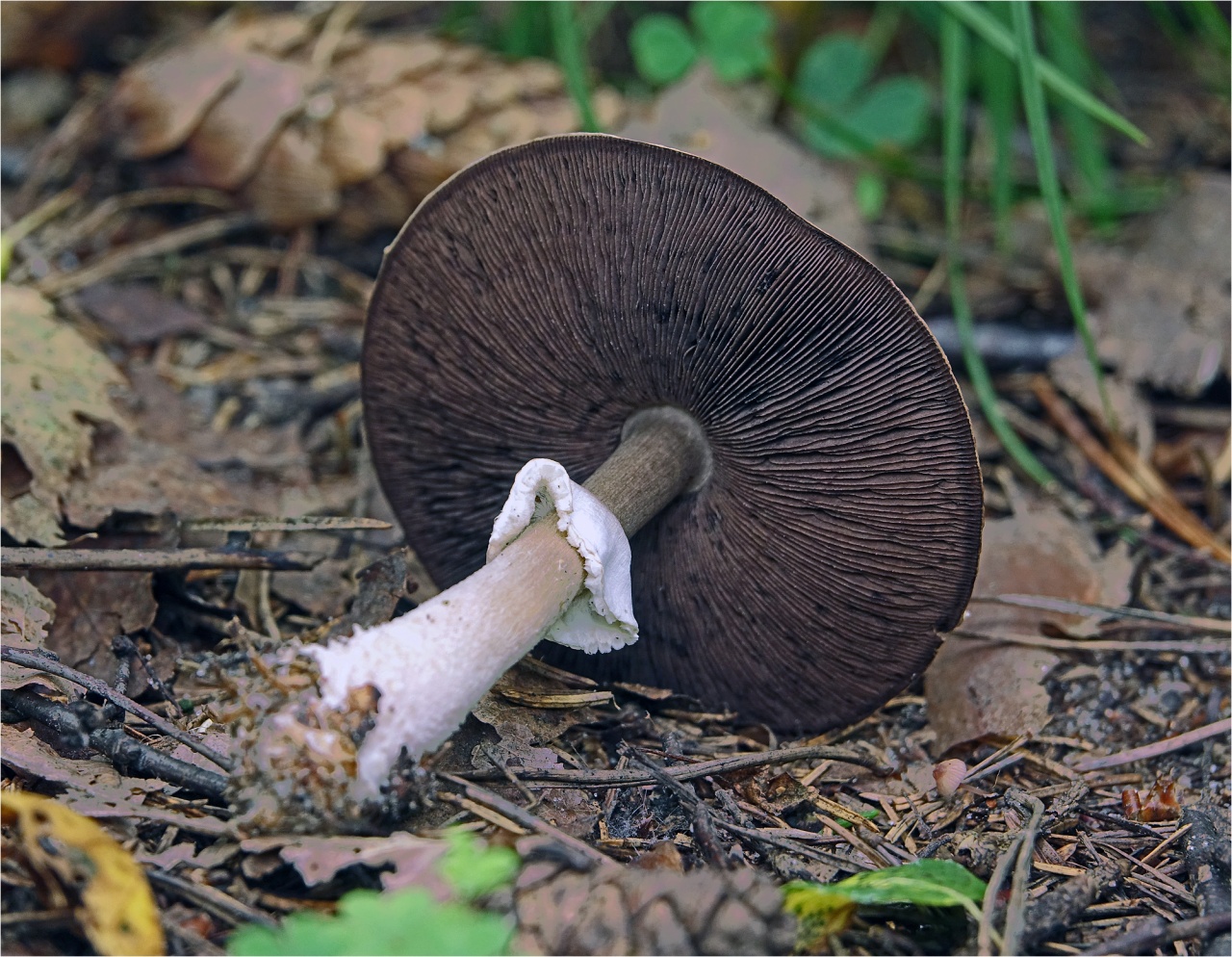 Шампиньон (Agaricus)