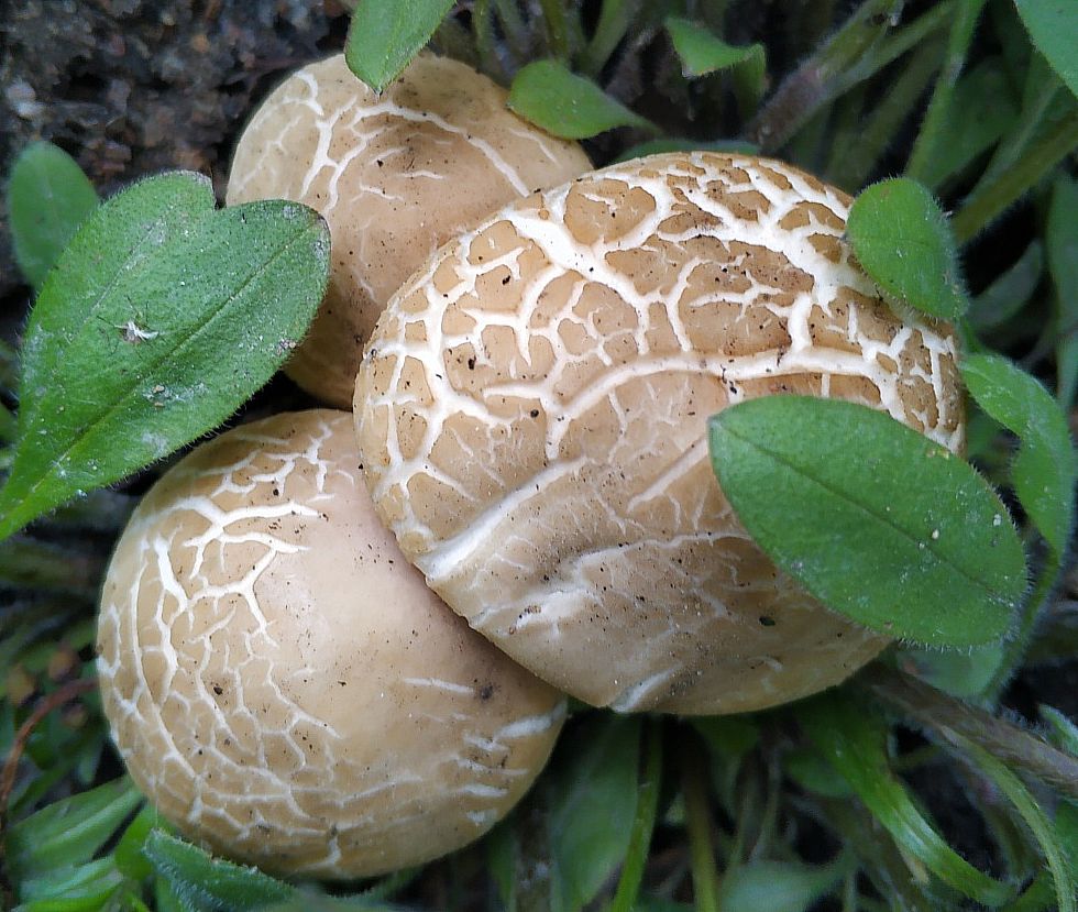 Полевик жёсткий (Agrocybe dura)