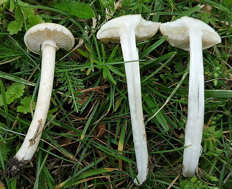 Полевик жёсткий (Agrocybe dura)