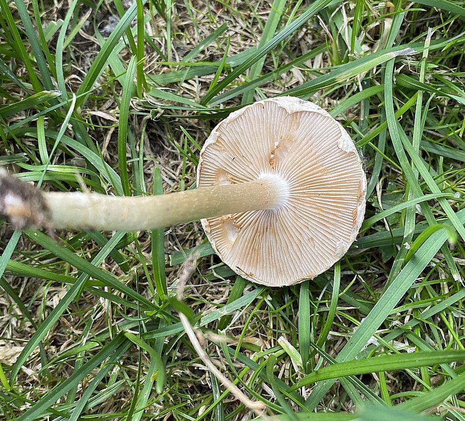 Полевик жёсткий (Agrocybe dura)