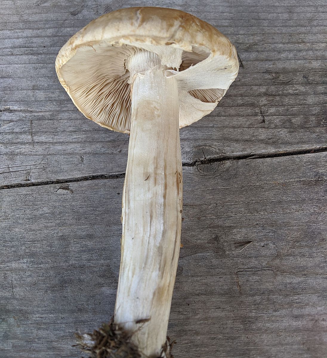 Полевик жёсткий (Agrocybe dura)