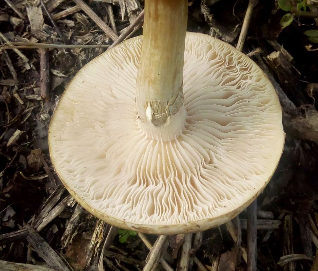 Полевик ранний (Agrocybe praecox)