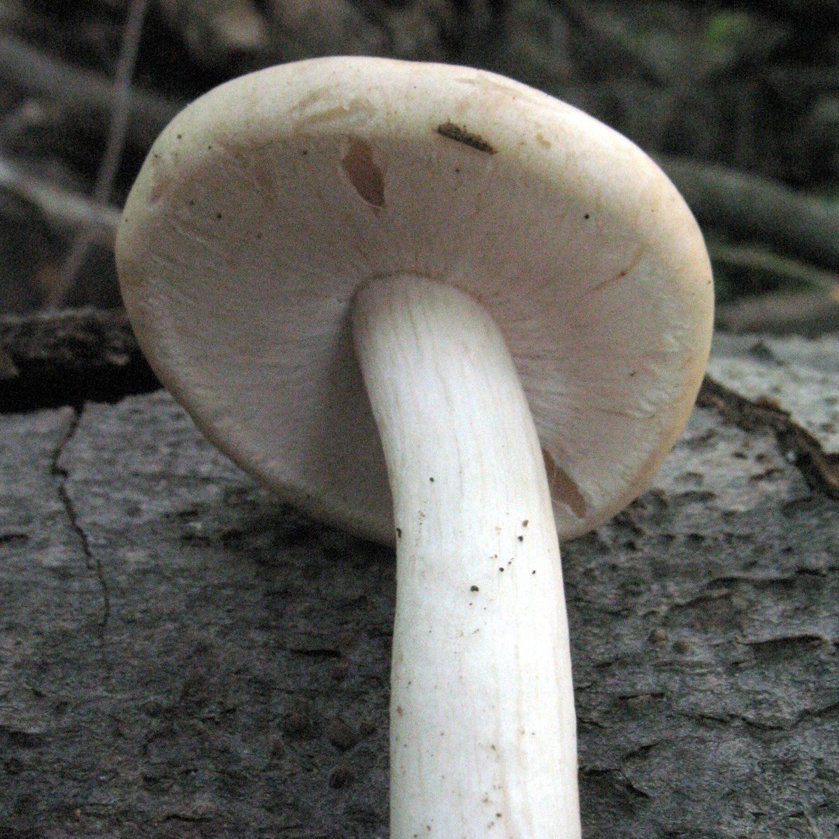 Полевик ранний (Agrocybe praecox)