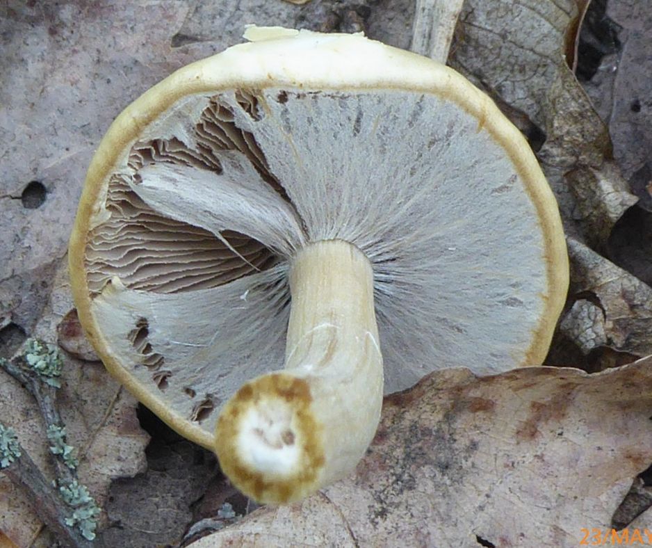 Полевик ранний (Agrocybe praecox)