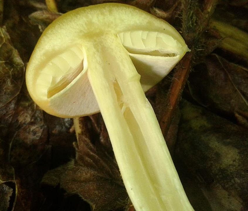 Полевик ранний (Agrocybe praecox)