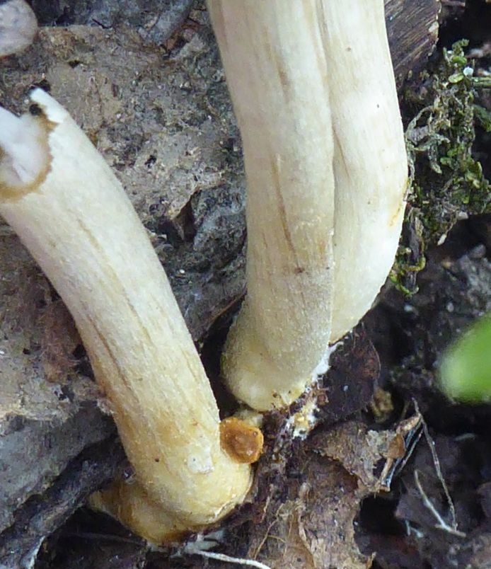 Полевик ранний (Agrocybe praecox)