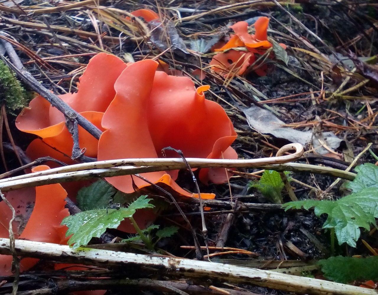 Алеврия оранжевая (Aleuria aurantia)
