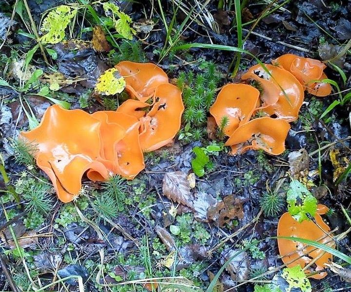 Алеврия оранжевая (Aleuria aurantia)