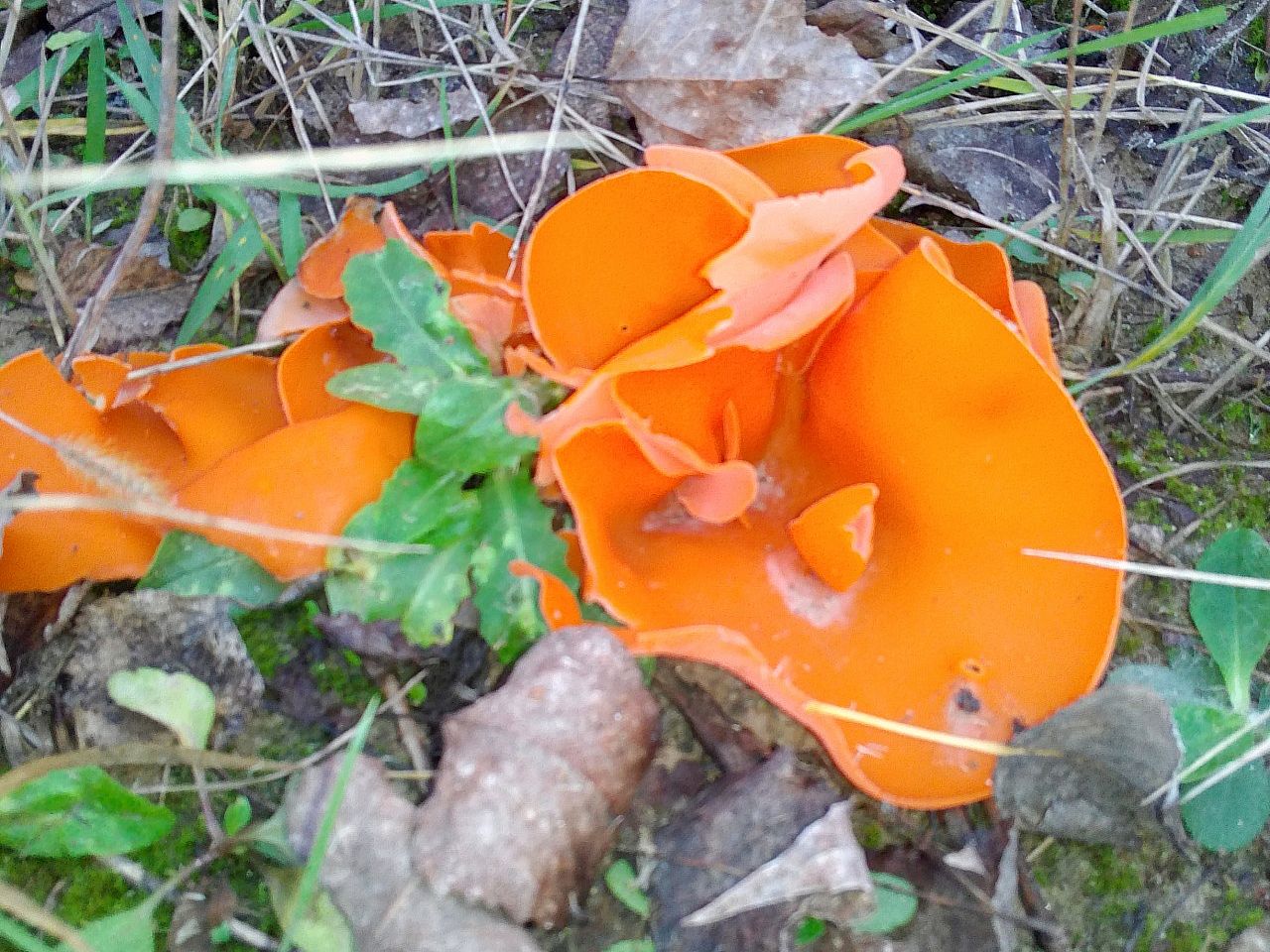 Алеврия оранжевая (Aleuria aurantia)