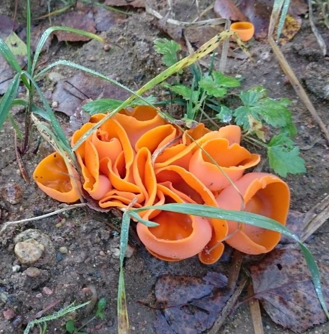 Алеврия оранжевая (Aleuria aurantia)