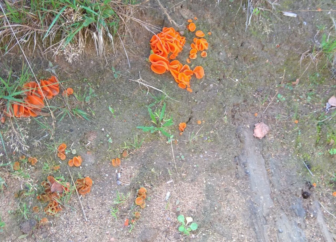 Алеврия оранжевая (Aleuria aurantia)