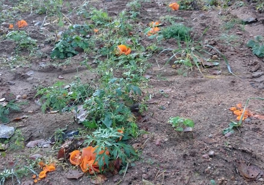 Алеврия оранжевая (Aleuria aurantia)