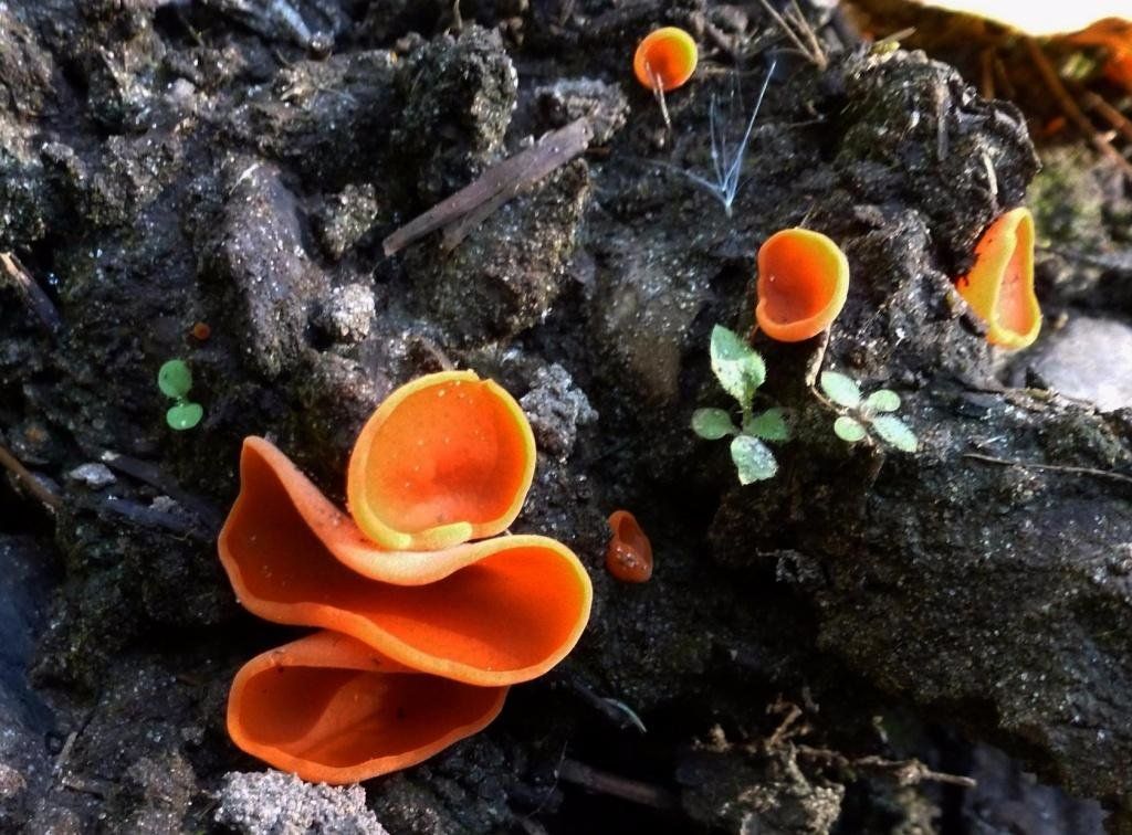 Алеврия оранжевая (Aleuria aurantia)