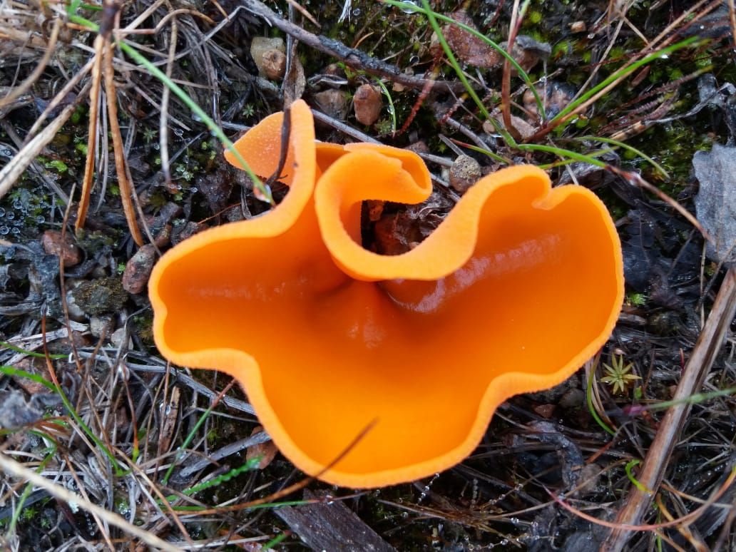 Алеврия оранжевая (Aleuria aurantia)