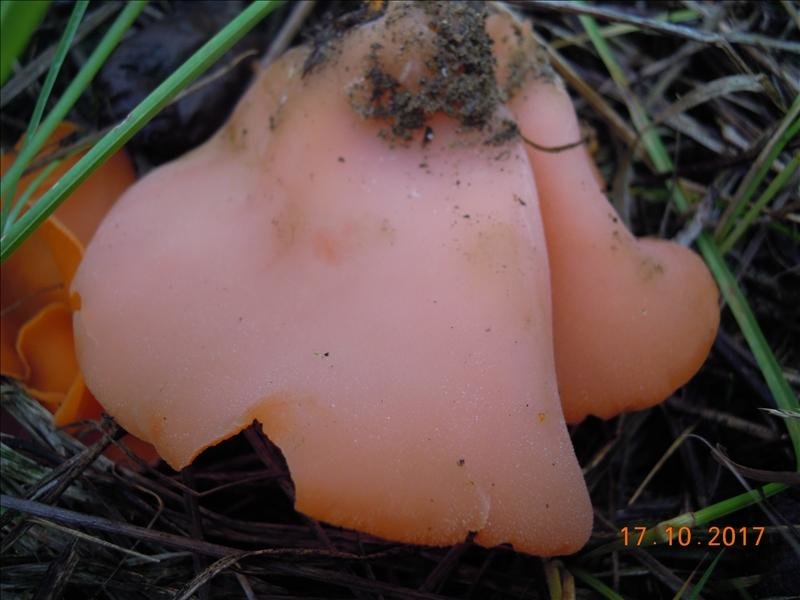 Алеврия оранжевая (Aleuria aurantia)