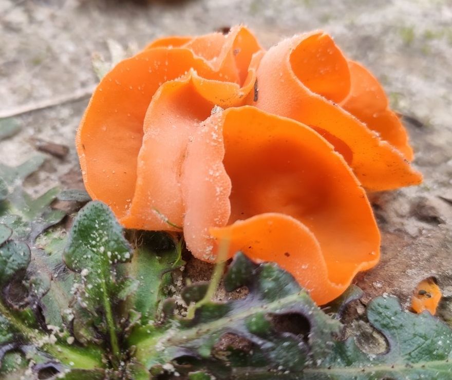 Алеврия оранжевая