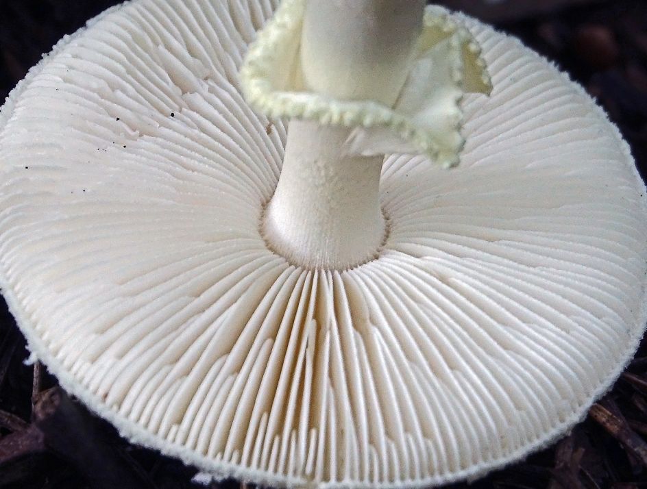 Мухомор поганковидный (Amanita citrina)