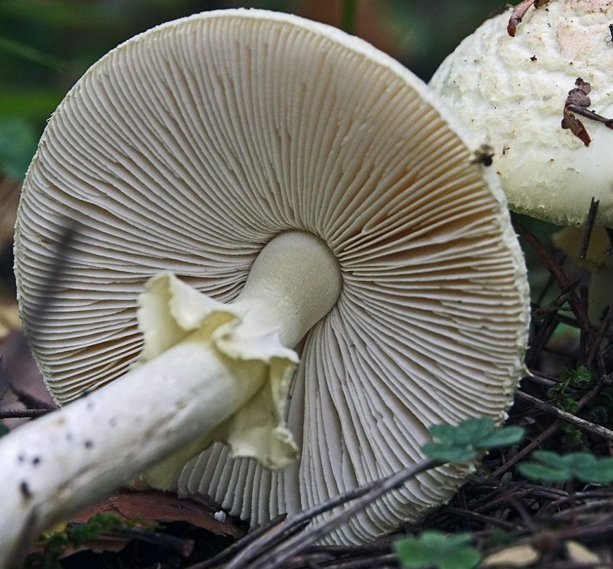 Мухомор поганковидный (Amanita citrina)