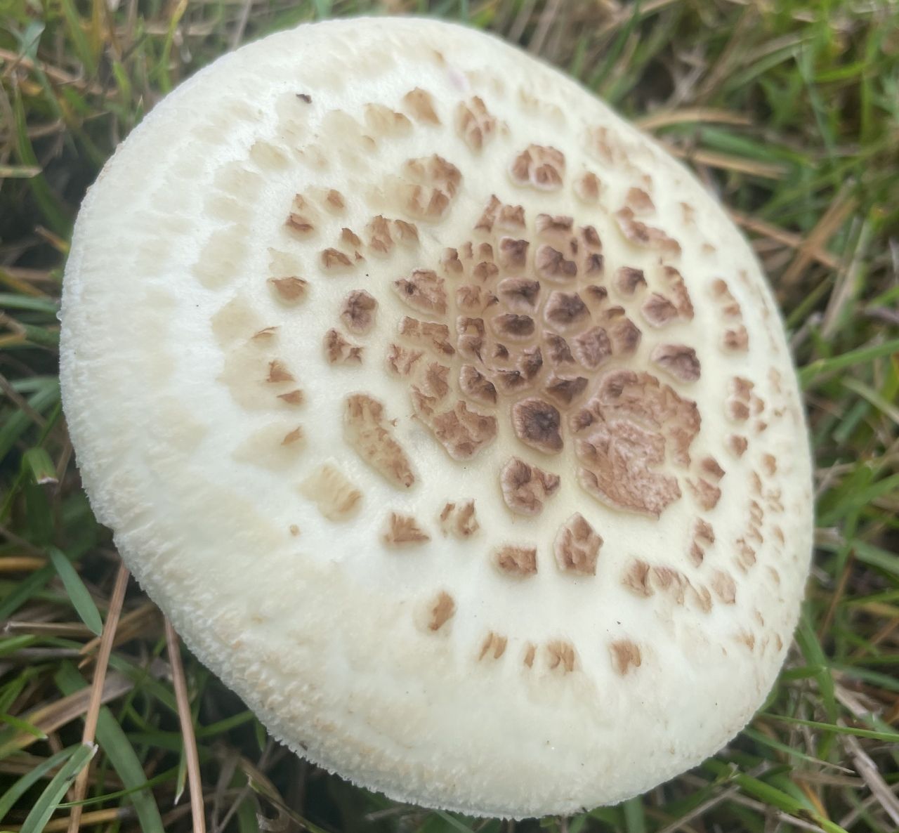 Мухомор поганковидный (Amanita citrina)