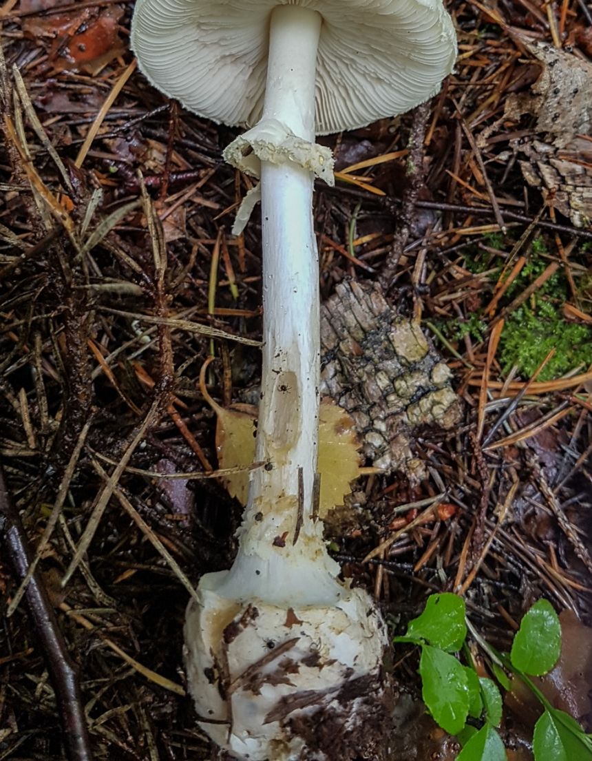 Мухомор поганковидный (Amanita citrina)