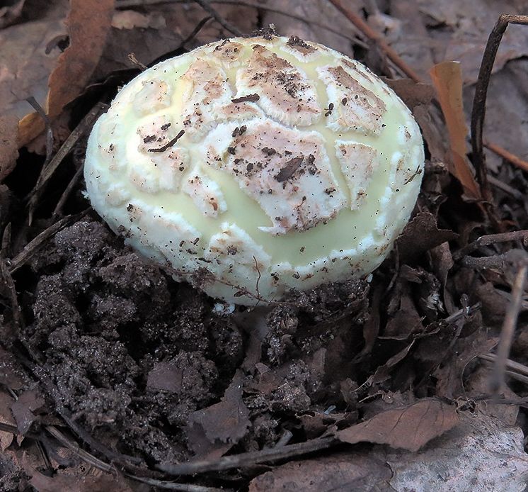 Мухомор поганковидный (Amanita citrina)