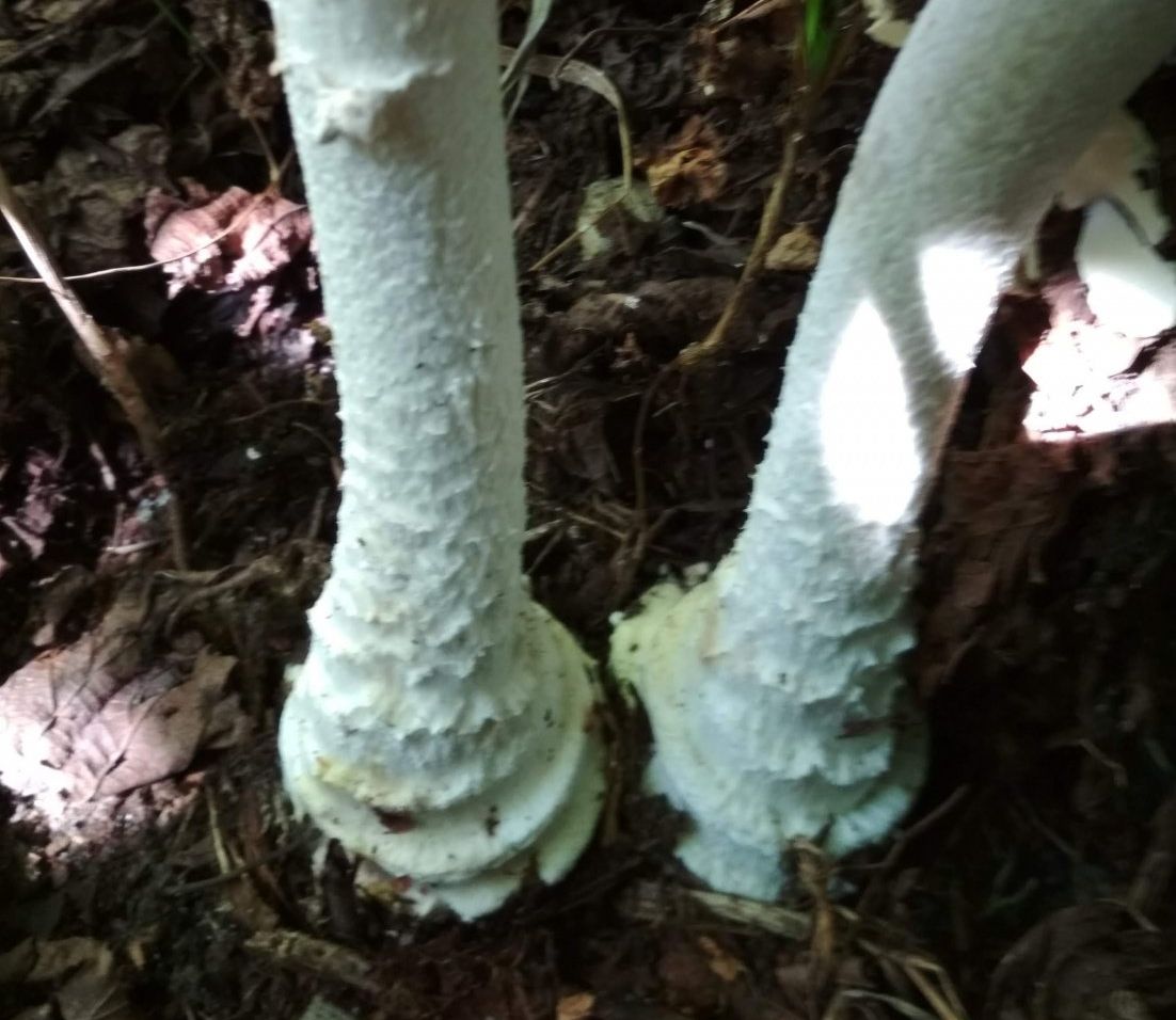 Мухомор поганковидный (Amanita citrina)