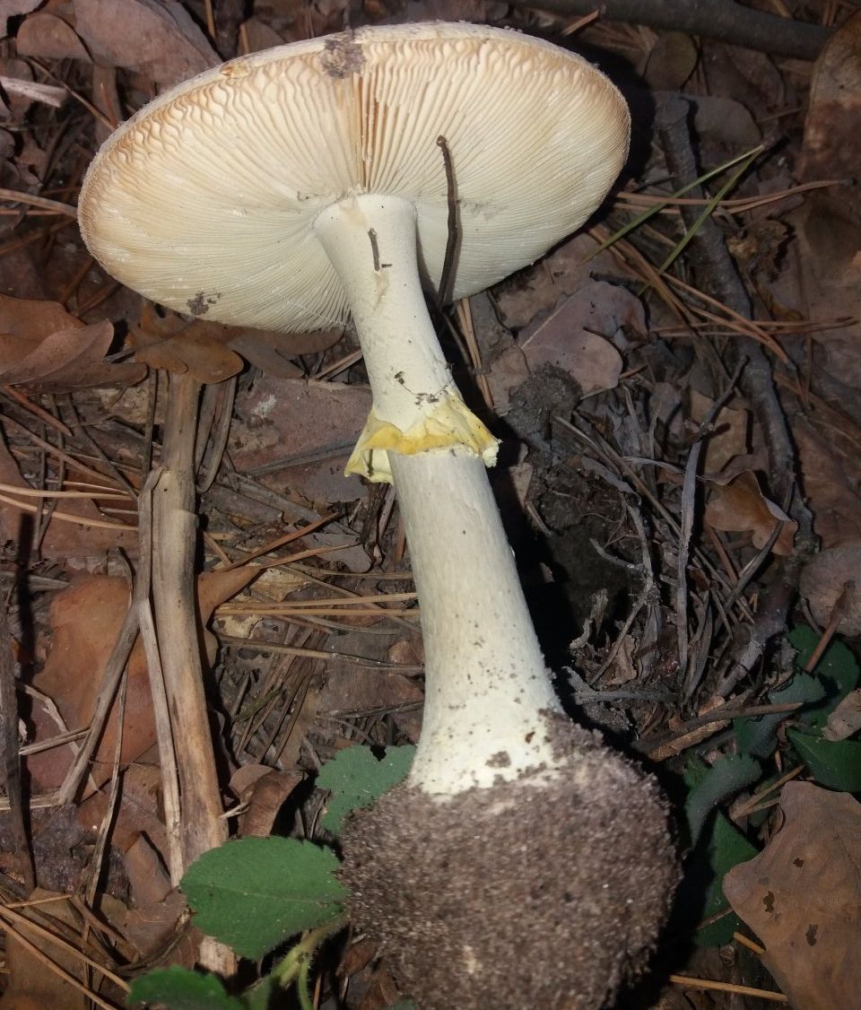 Мухомор поганковидный (Amanita citrina)