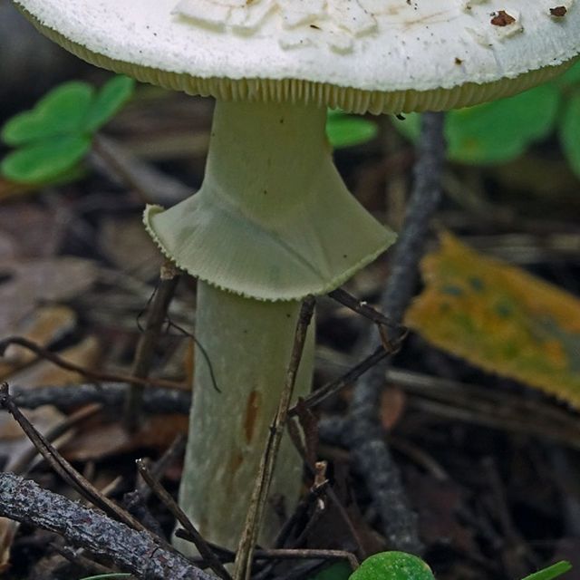 Мухомор поганковидный (Amanita citrina)