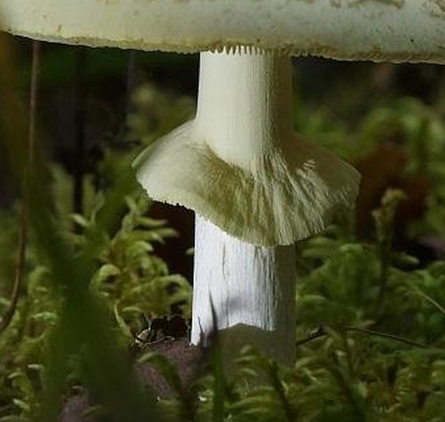 Мухомор поганковидный (Amanita citrina)