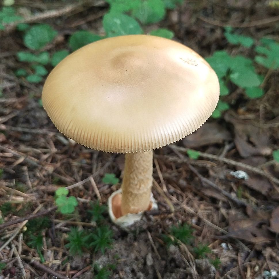 Поплавок шафрановый (Amanita crocea)