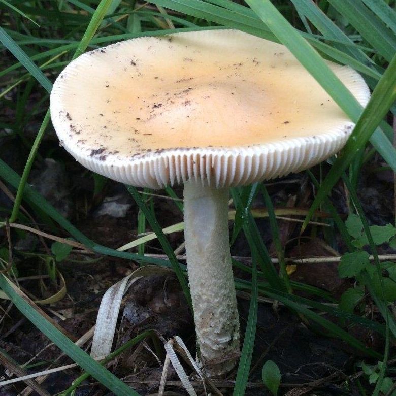 Поплавок шафрановый (Amanita crocea)