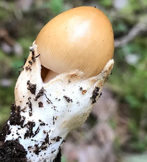 Поплавок шафрановый (Amanita crocea)