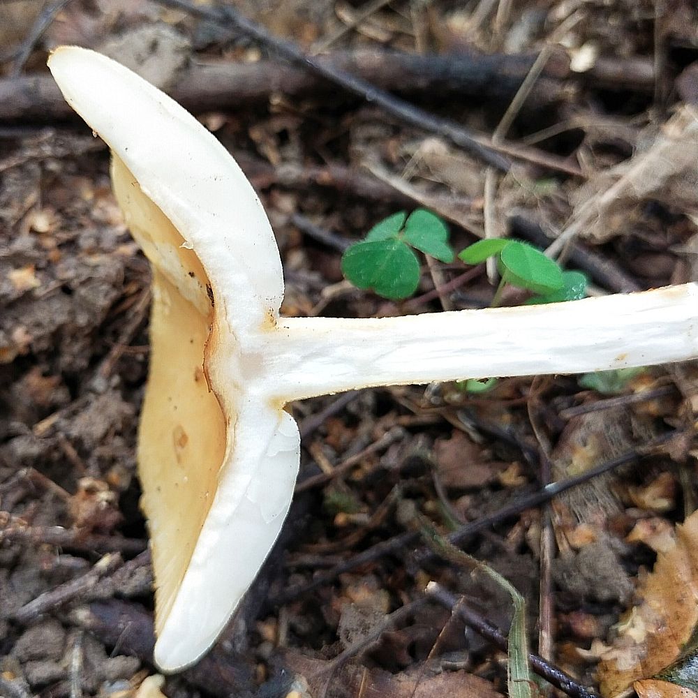 Поплавок шафрановый (Amanita crocea)