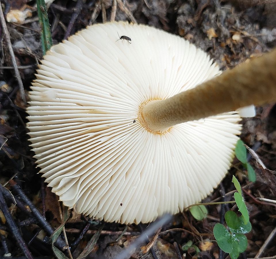 Поплавок шафрановый (Amanita crocea)