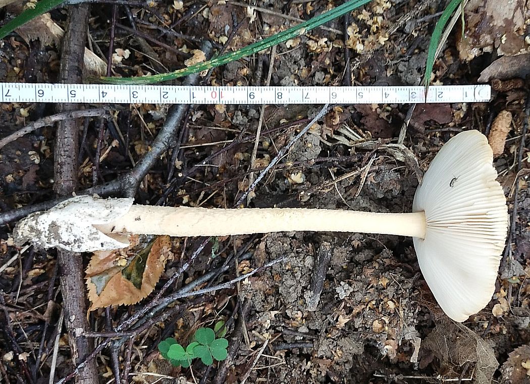 Поплавок шафрановый (Amanita crocea)