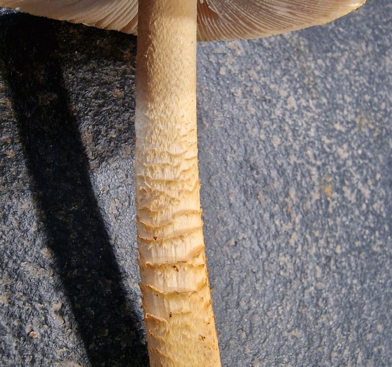 Поплавок шафрановый (Amanita crocea)