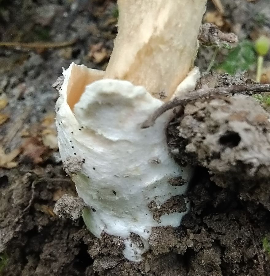 Поплавок шафрановый (Amanita crocea)