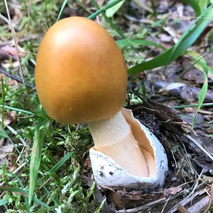 Поплавок шафрановый (Amanita crocea)