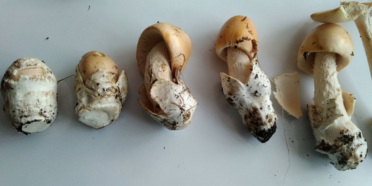 Поплавок желтеющий (Amanita flavescens)